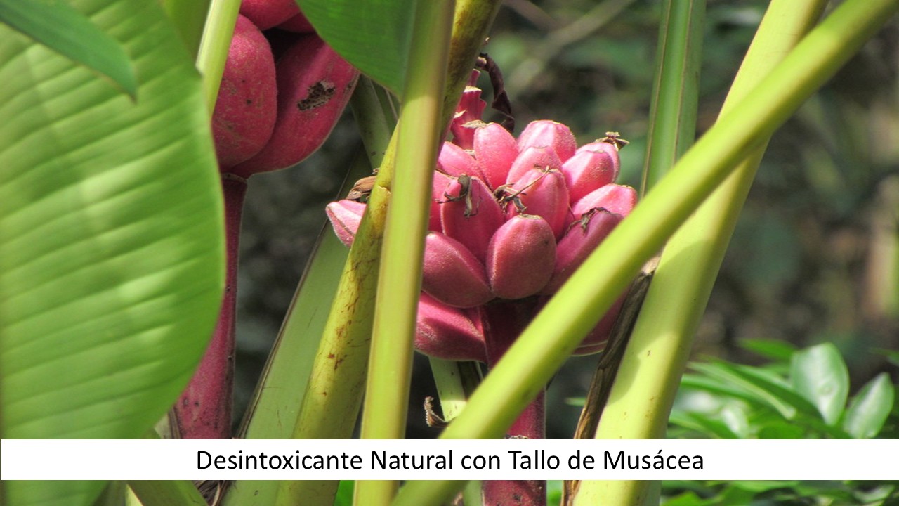 Desintoxicante Natural con Tallo de Musácea
