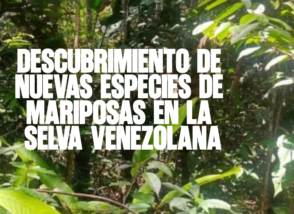 Descubrimiento de Nuevas Especies de Mariposas en la Selva Venezolana