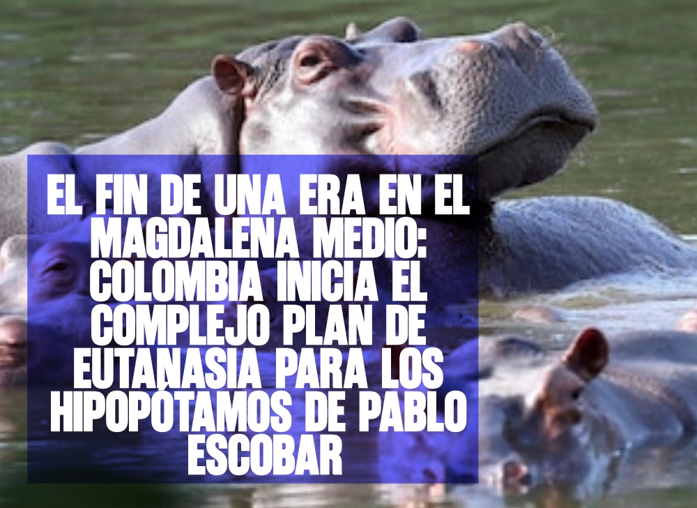 El fin de una era en el Magdalena Medio Colombia inicia el complejo plan de eutanasia para los hipopótamos de Pablo Escobar