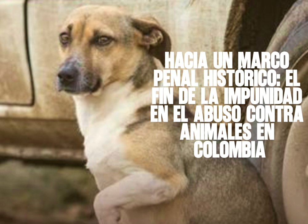 Hacia un marco penal histórico el fin de la impunidad en el abuso contra animales en Colombia