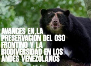 Avances en la preservación del Oso Frontino y la biodiversidad en los Andes venezolanos