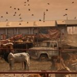 La crisis del ganado bovino en Estados Unidos