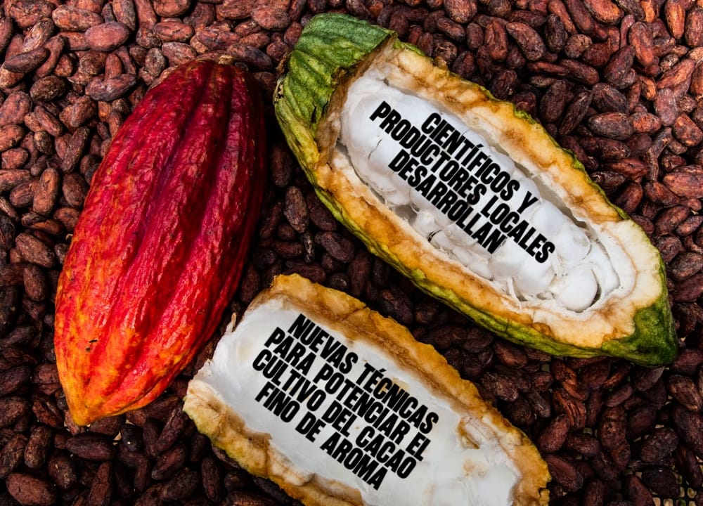 ​Científicos y Productores Locales Desarrollan Nuevas Técnicas para Potenciar el Cultivo del Cacao Fino de Aroma