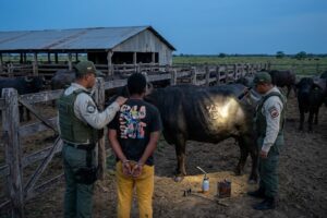 alteración de marcas de búfalos en una finca de Apure